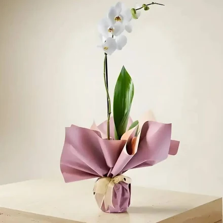 Tek Dal Beyaz Orkide