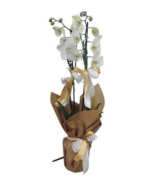 Çift Dal Beyaz Orkide