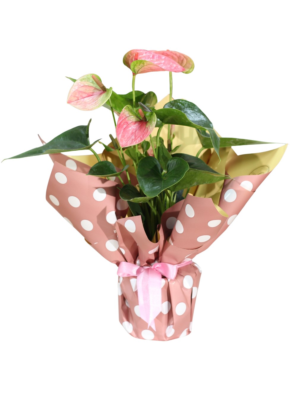Pembe Antoryum 